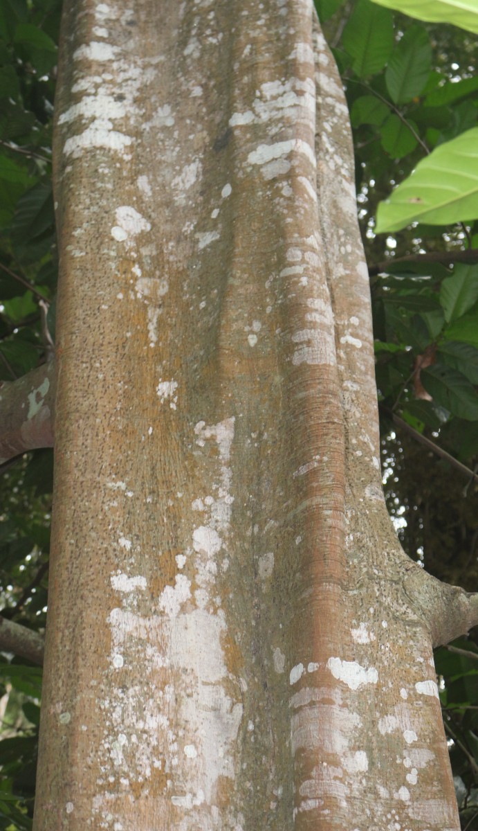 Treculia africana Decne. ex Trécul